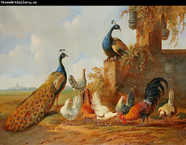 unknow artist Albertus Verhoesen: Peacocks and chickens